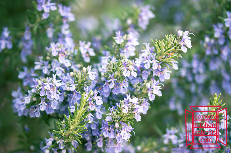 Rosemary in bloom